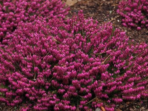 Erica dans le jardin