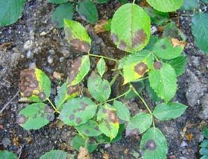 manchas negras en rosas