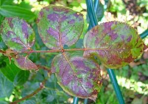 Parece una mancha negra en las rosas.