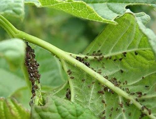 parasites