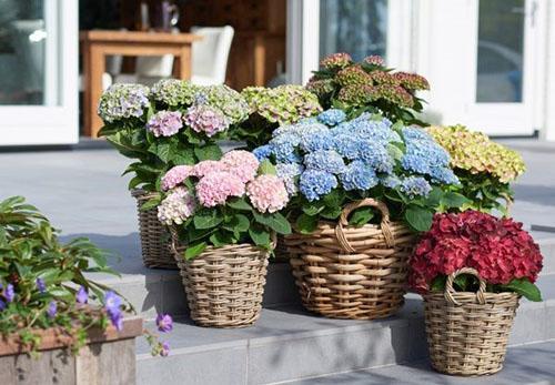 hortensias en pot