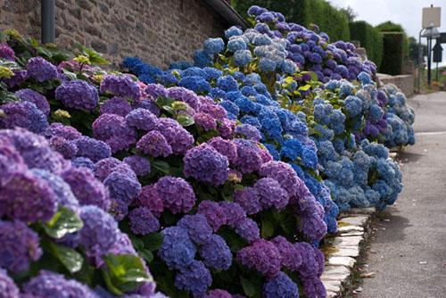 hortensias dans le paysage