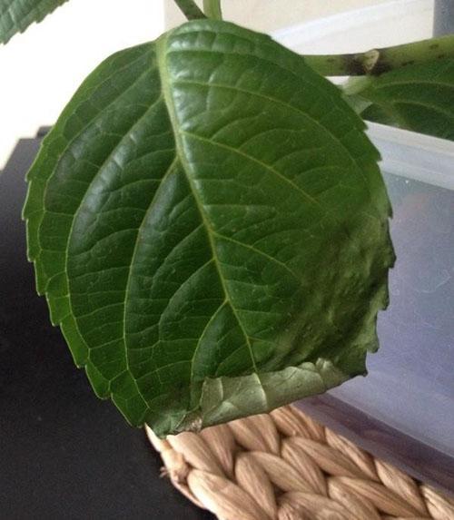 les feuilles se fanent