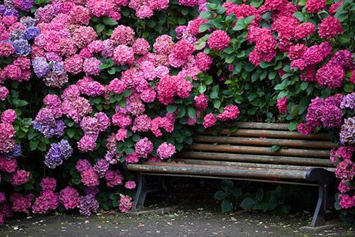 feuilles d'hortensia sèches