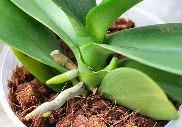 Una planta con nuevas raíces se coloca en condiciones normales.