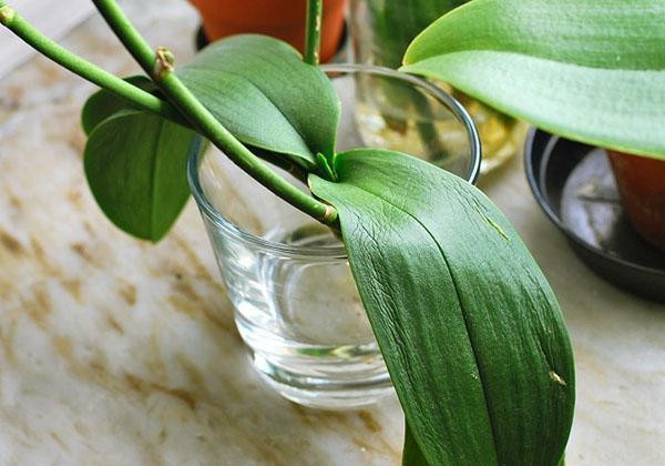 Cuidando una orquídea en un recipiente de vidrio