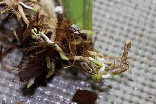 Se planta una orquídea con una pequeña cantidad de raíces vivas en un recipiente pequeño.