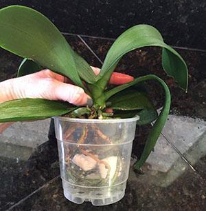 Una planta enferma debe inspeccionarse cuidadosamente.