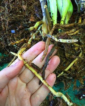 Si la plante a des racines vivantes, elle est transplantée dans un substrat frais.