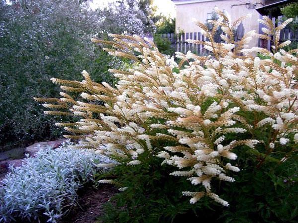 floraison luxuriante d'aruncus