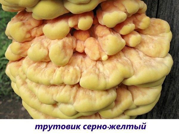 yesca hongo azufre-amarillo