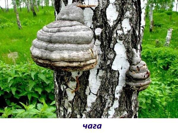 champignon chaga