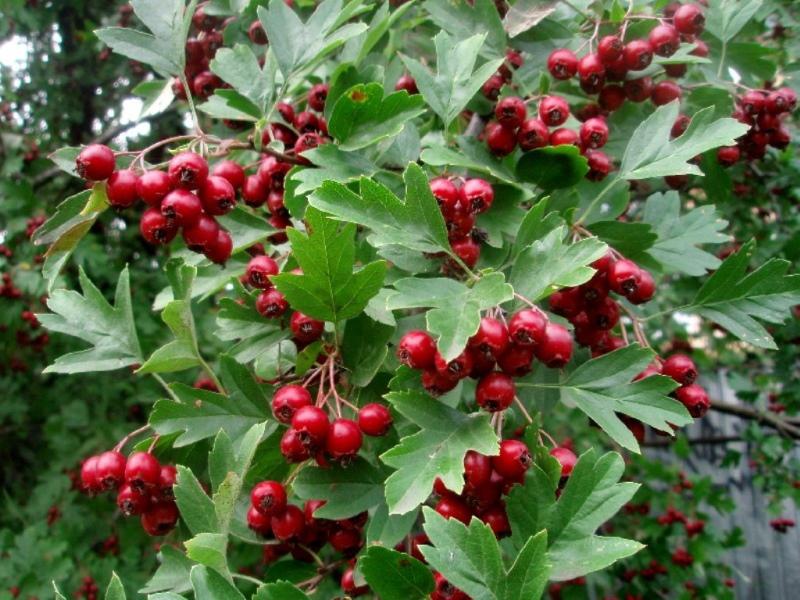aubépine