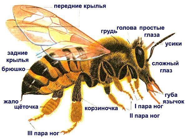 estructura de abeja