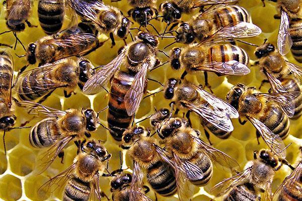 abejas reinas y obreras