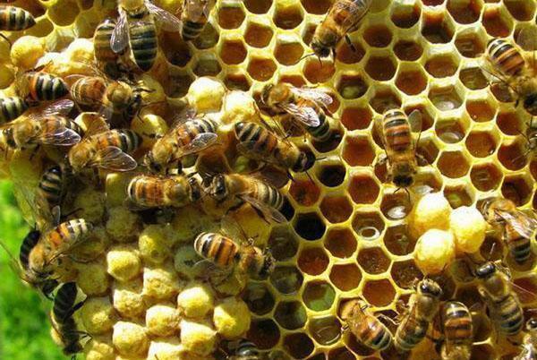 las abejas hacen miel