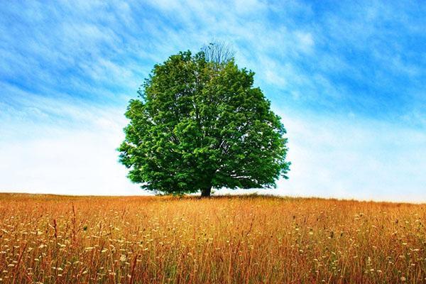 árbol de hígado largo