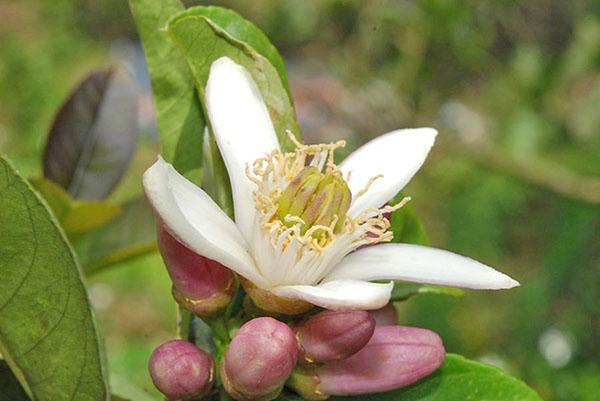 florecer bergamota