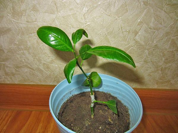 bergamote en croissance