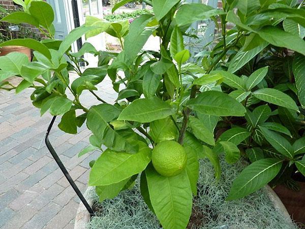 cultivo de bergamota en casa