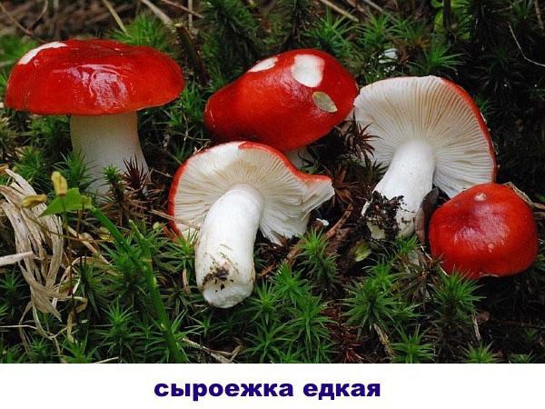 caustique russula