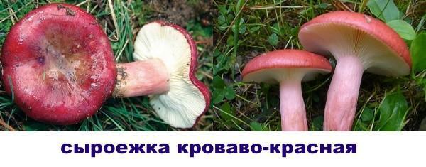 russula rouge sang