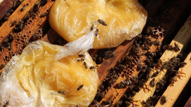 cómo alimentar a las abejas con miel vieja