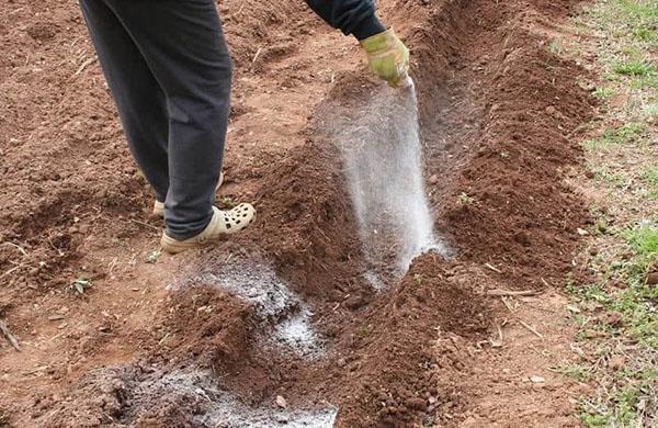 appliquer du salpêtre avant de planter des pommes de terre