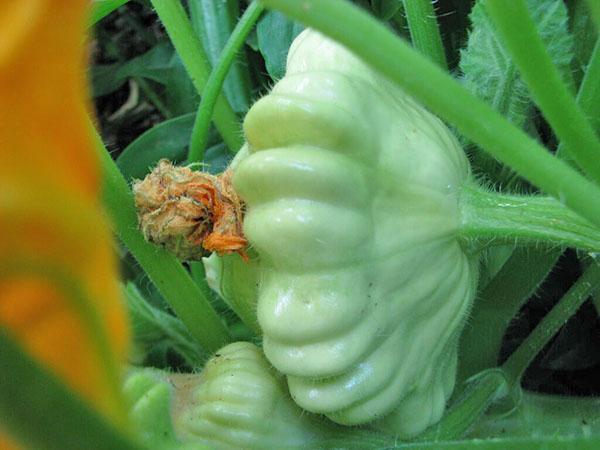 le salpêtre n'est pas utilisé pour les courges