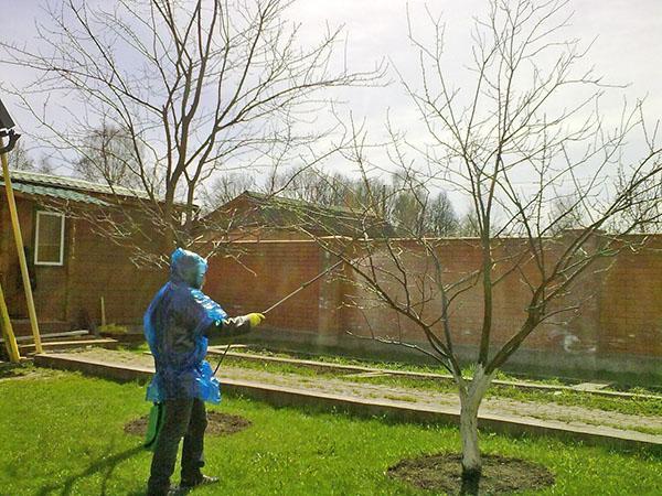 traitement de jardin à l'urée au printemps