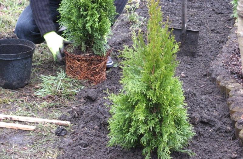 planter du thuya en Sibérie