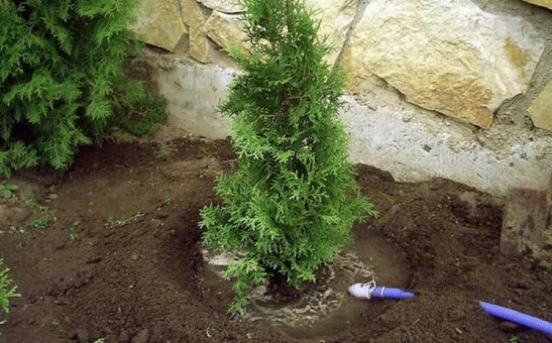 thuya en sibérie plantant et laissant arroser