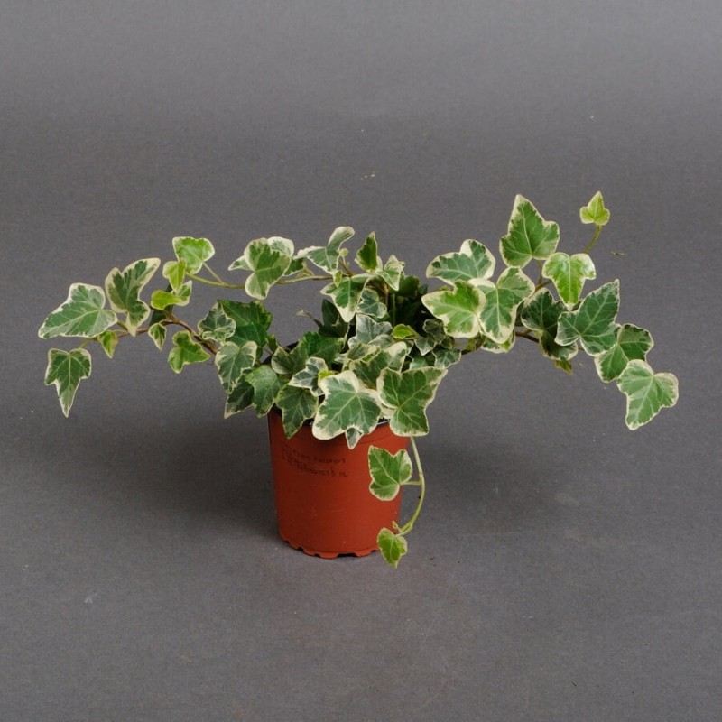 hedera panaché