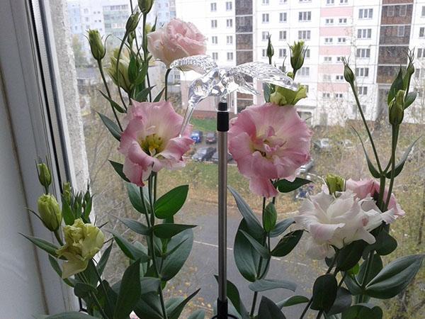 eustoma en el alféizar de la ventana