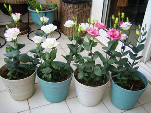 contenedor para el cultivo de eustoma