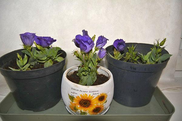transplanter des plantes dans des pots spacieux
