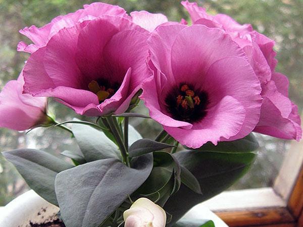 eustoma cultivo y cuidado de interior