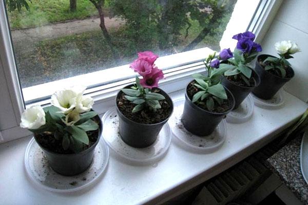 eustoma plantación perenne y cuidado después de la floración.