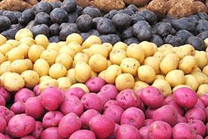 Pommes de terre de différentes variétés