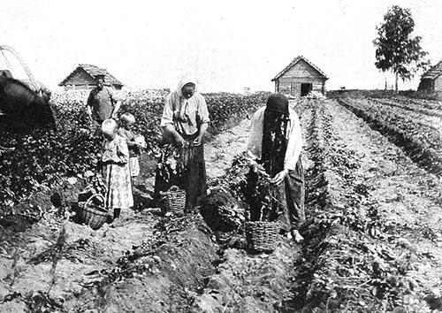 Los campesinos aprenden a cultivar patatas