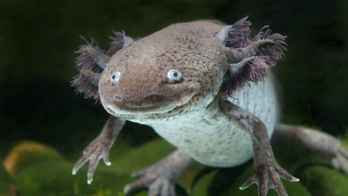 Ein weiblicher Wildtyp-Axolotl (Ambystoma mexicanum). Diese Salamander werden in Forschungslabors auf der ganzen Welt ausgiebig verwendet, nicht zuletzt aufgrund der Tatsache, dass sie ein erstaunliches regeneratives Potenzial haben. In ihrer Heimat sind sie vom Aussterben bedroht.