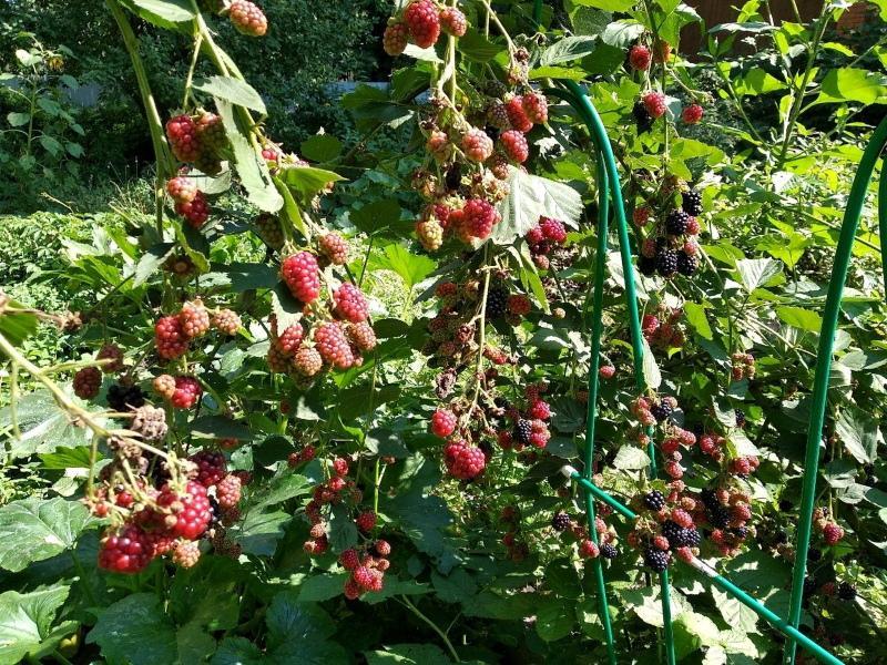 ezhemalina atterrissage et soins en banlieue