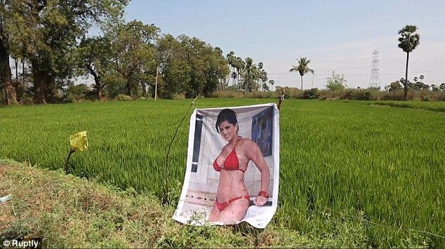 Das ist richtig, ein Bild von Leone in einem roten Bikini wird derzeit als Vogelscheuche verwendet, um Ernten zu schützen und Gemüsediebstahl zu verhindern.