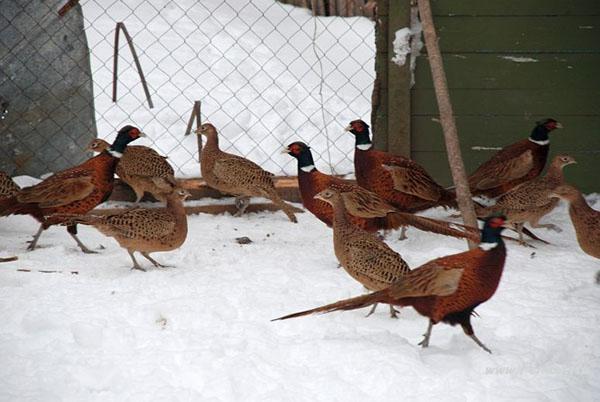 faisans dans la volière en hiver