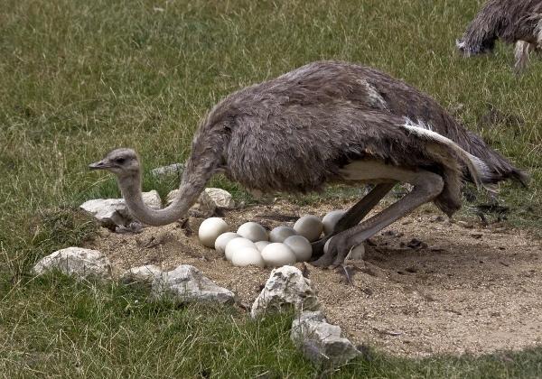 Poussins à couver