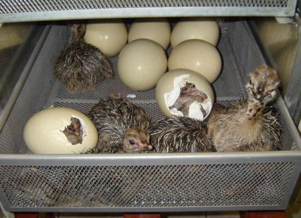 Incubation des oeufs d'autruche