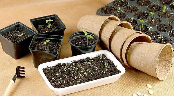 cultivo de plántulas en mini-camas
