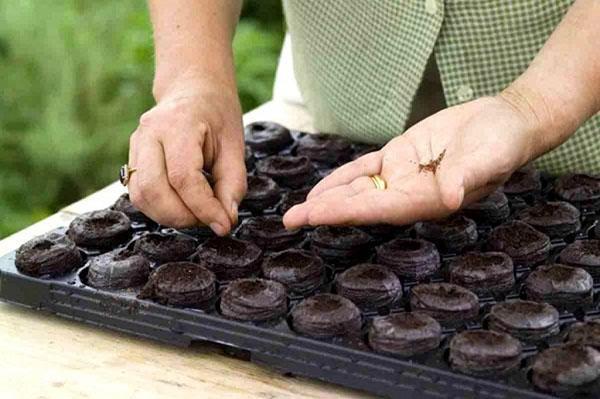 planter des graines dans des comprimés de tourbe