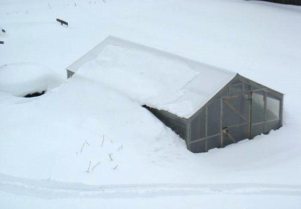 invernadero bajo la nieve
