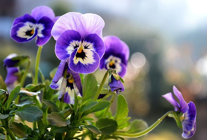 características de la planta